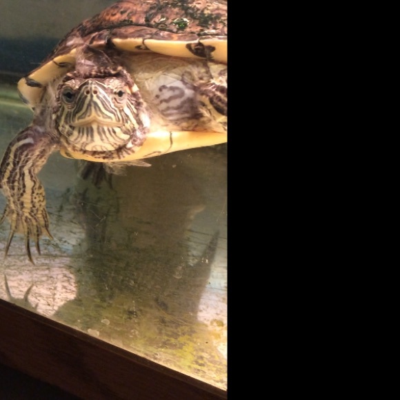 Meet your Posher, Denise! I love Poshmark! - Picture 4 of 7